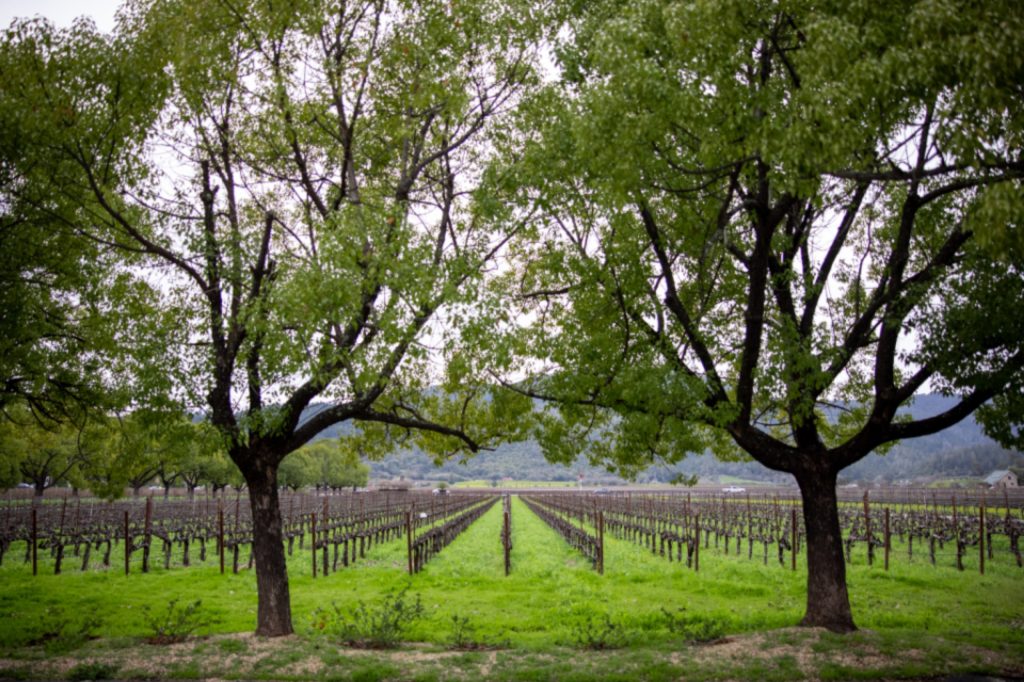 Valle de Guadalupe: tres casas boutique con sommelier