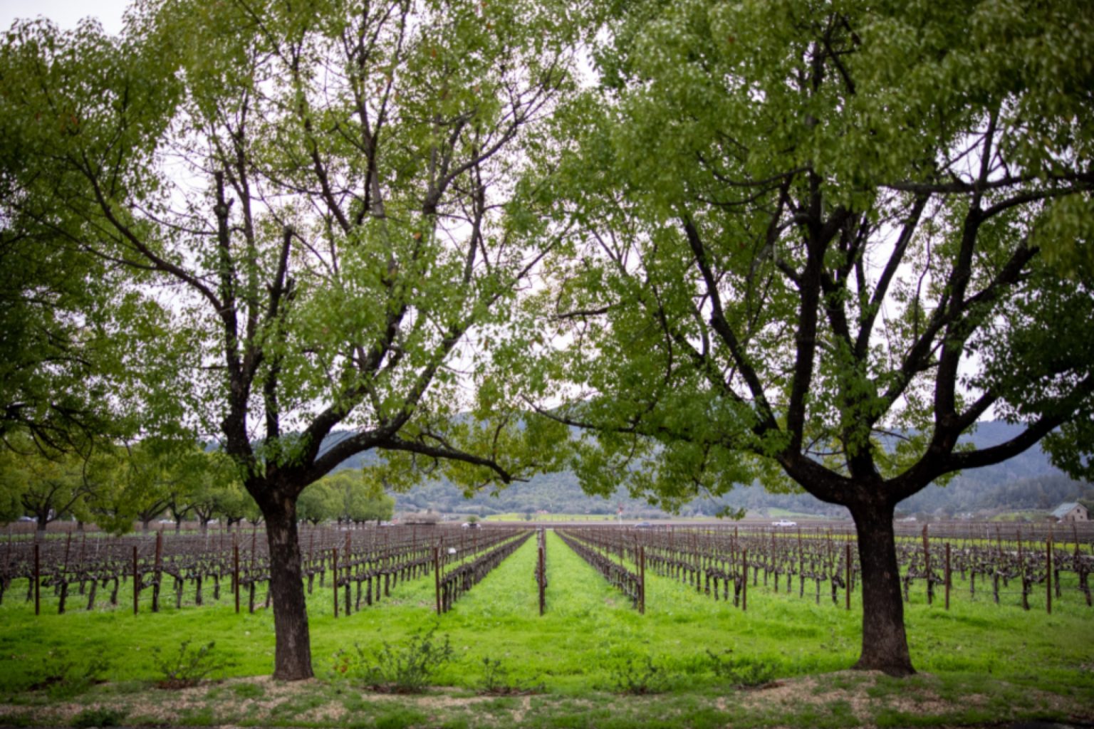 Valle de Guadalupe: tres casas boutique con sommelier