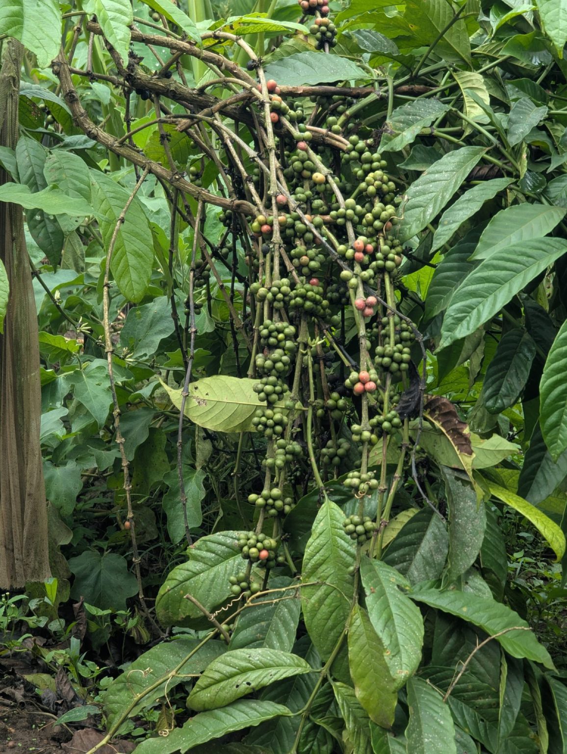 Ruta del Café en Coatepec o Pluma Hidalgo